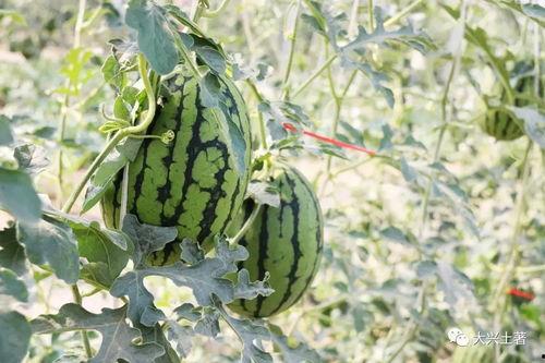 最新吃瓜爆料网红是谁,揭秘最新吃瓜爆料主角是谁？  第2张